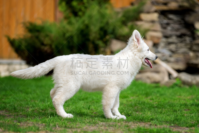 德国牧羊犬,白色,富塞,牧羊犬,牧羊人,动物头,犬科的,宠物,欢乐,水平画幅