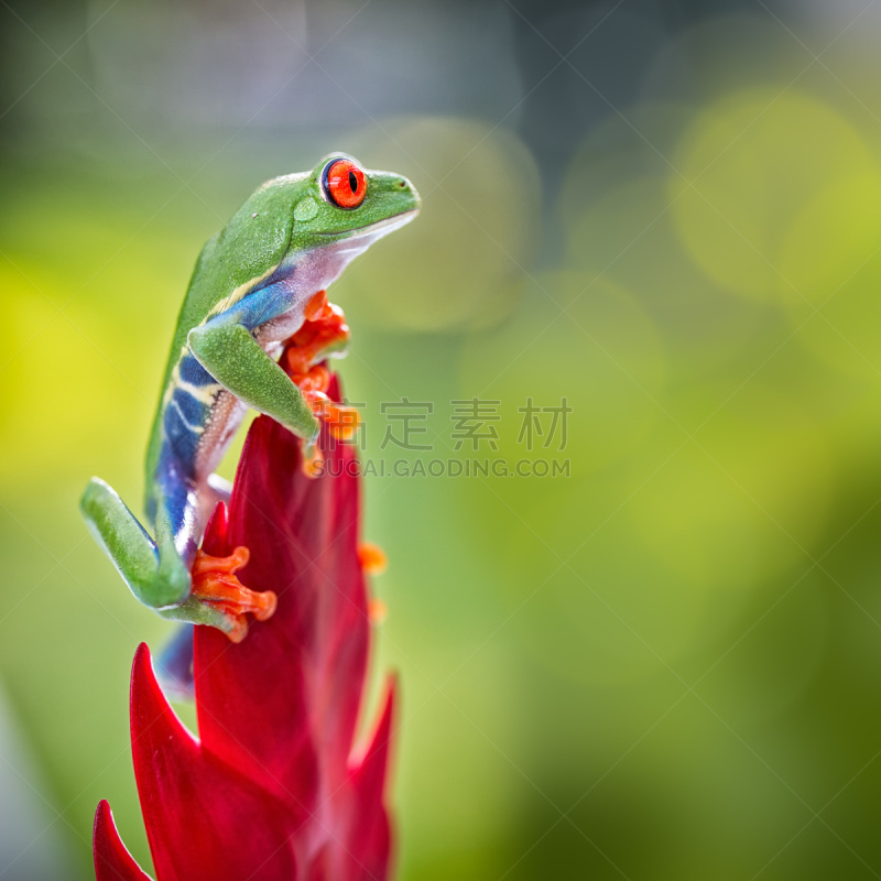 红眼树蛙,雨林,鸡尾酒,可爱的,巴拿马,比利时,哥斯达黎加,野生动物,热带气候