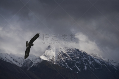 内阿拉斯加,阿拉斯加,野生动物,图像,脊椎动物,一只动物,野外动物,动物,鸟类,无人