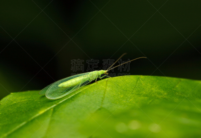 lacewing,叶子,水平画幅,无人,动物身体部位,户外,绿色草蜻蛉,特写,人的眼睛,植物