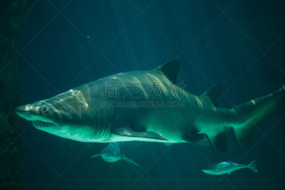 灰色铰口鲨,水,水平画幅,大西洋,水下,鲨鱼,野外动物,ragged tooth shark,热带气候,水族馆