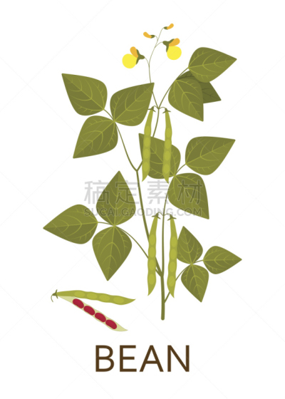 豆,豆荚,植物,绘画插图,叶子,矢量,脉诊,农业,素食,蔬菜