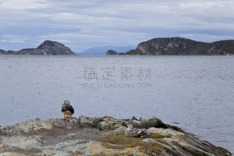 鸭子,动物群,雁形目,火地群岛,火地岛群岛,秋沙鸭,南美,水,水平画幅