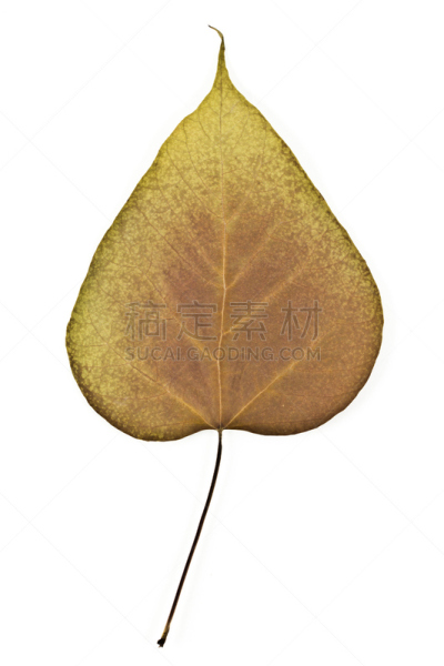 北,自然,垂直画幅,白色,绿色,无人,叶子,摄影