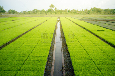 现代,田地,稻,水,灵性,水平画幅,农业机器,户外,泰国,农作物