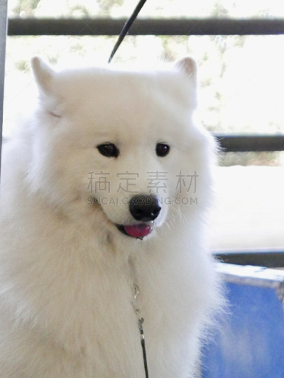 狗,多样,垂直画幅,宠物收养,标准贵宾犬,动物保护,德国牧羊犬,比熊犬,伯恩山犬,萨摩耶犬