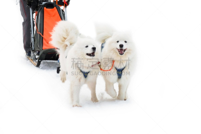 狗,冬天,萨摩耶犬,安全绳,白色,北,阿拉斯加,体育团队,运动,西伯利亚