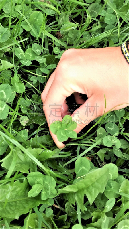 Five-leaf clover