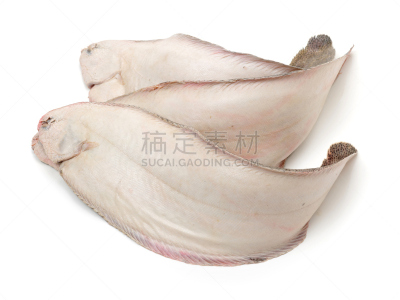 清新,鱼类,太平洋油鲽,白色背景,水平画幅,无人,生食,捕捞鱼,海产,组物体
