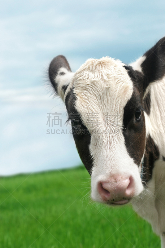 小牛,弗里斯兰奶牛,母牛,牛乳,农业,可爱的,草坪,奶制品,一只动物,草