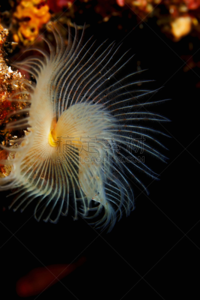 船蛀,水下,海洋生命,自然美,螺线,深海潜水,垂直画幅,水,水肺潜水,无人