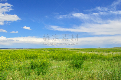 草原,草,短的,道格拉斯县,牧场,田地,天空,绿色,美国西部,水平画幅