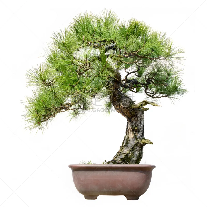 盆景 松树 松科 分离着色 树干 室内植物 花盆 花瓶 业余爱好 露天平台图片素材下载 稿定素材 盆景 松树 松科 分离着色 树干 室内植物 花盆 花瓶 业余爱好 露天平台图片素材下载 稿定素材