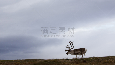 斯匹兹卑尔根,斯瓦尔巴特驯鹿,水平画幅,雪,野外动物,夏天,户外,斯瓦尔巴特群岛和扬马延岛,哺乳纲