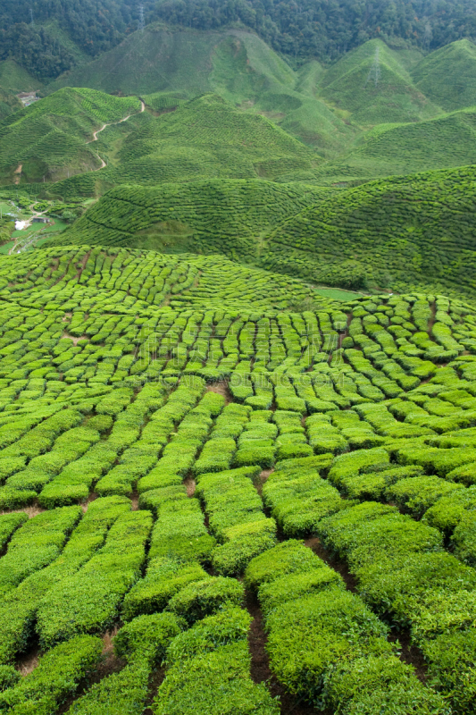 茶树,垂直画幅,非都市风光,绿色,地形,山,无人,户外,金马仑高原,摄影