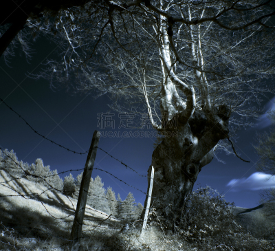 红外摄影,哈雅公主,普拉多林荫道,灵性,水平画幅,公主,山毛榉树,智利阿伯椒,户外,带刺铁丝网
