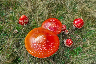 蘑菇,红色,花园矮人雕像,水平画幅,无人,苔藓,户外,生物学,草,特写