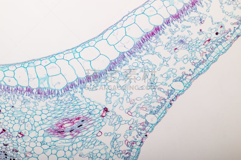 显微镜,在下面,植物,叶子,横截面,教室,细胞核,水平画幅,腰部以下,木质部