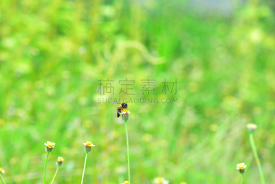 蜜蜂,杀虫剂,动物身体部位,夏天,农作物,白色,毛绒绒,花粉,草地,人的头部