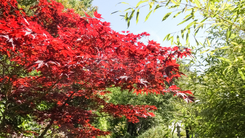 温带的花,兰花,水平画幅,睡莲,无人,花展,阿斯塔纳市,户外,泰国,蕨麻