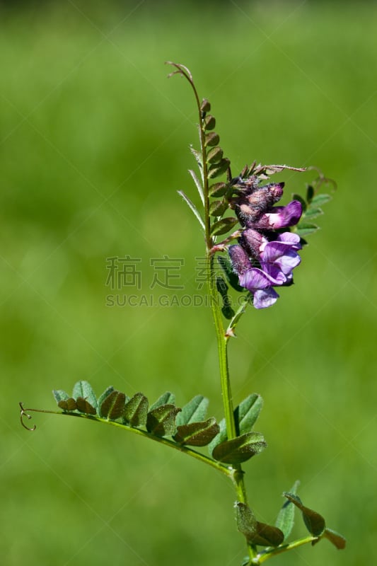 灌木,自然,垂直画幅,cow野豌豆,无人,蓝色,野生植物,野花,植物,庭院