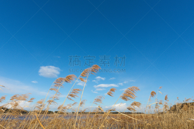 潘帕斯大草原,天空,vulpia grass,一捆小麦,麦穗,芽草之类,大麦,留白,风,里山