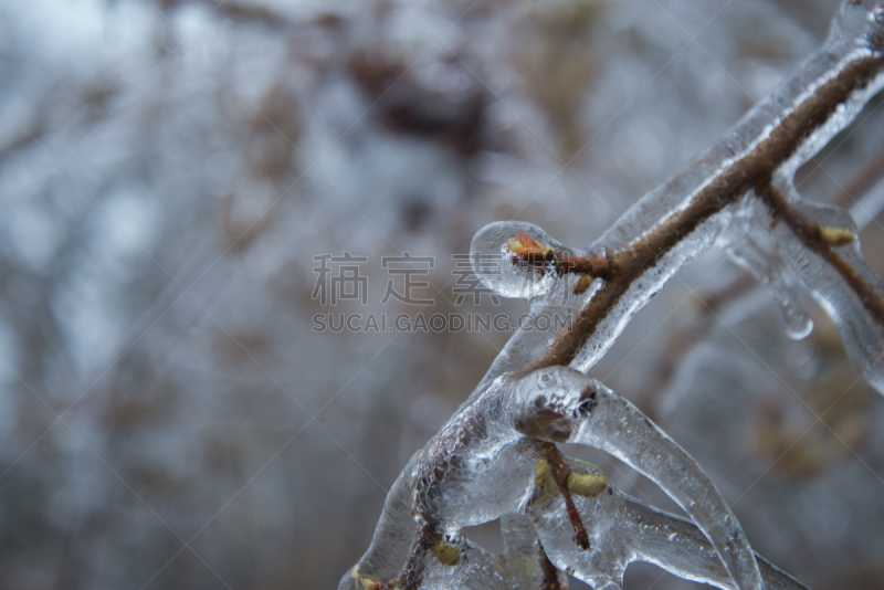 浇糖浆,充满的,枝,包在荚膜内的,水,美,暴风雨,气候,温度,水平画幅