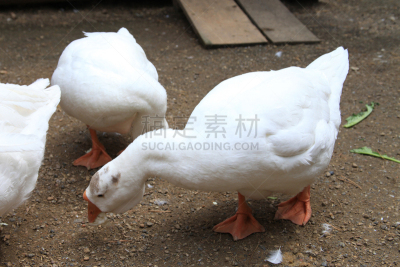 雁属,后院,白色,宠物,乡村,鹅肉,图像,脖子,颈,巨大的