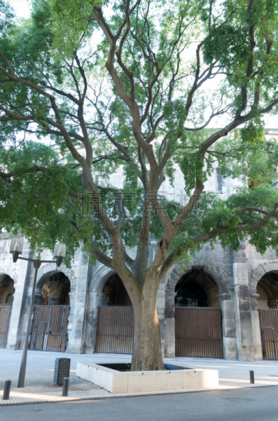 Arbre devant les arènes de Nîmes
