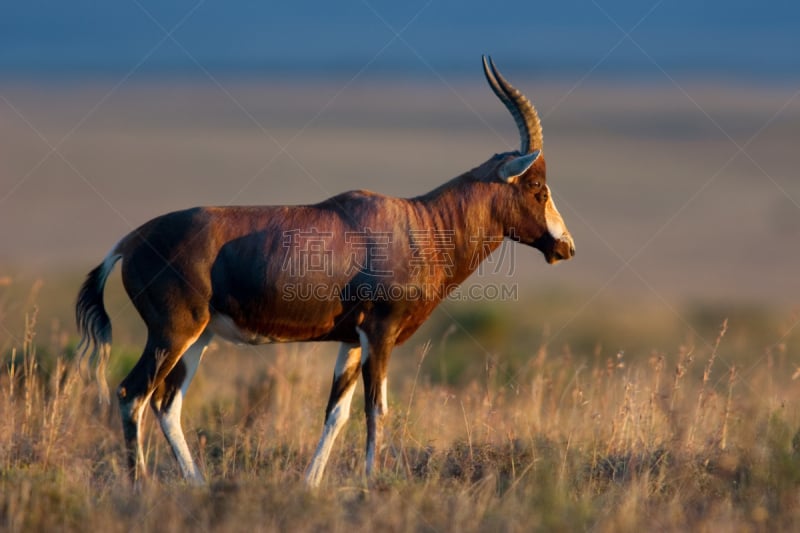 Blesbok,羚羊,机敏,褐色,水平画幅,无人,食草动物,野外动物,户外,观看