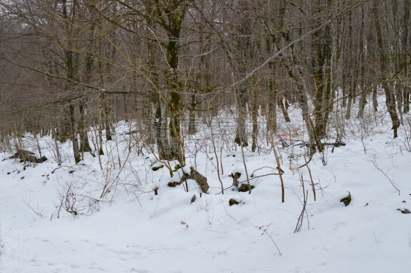 雪,河流,自然,地形,在活动中,森林,山毛榉树,自然美,水,水平画幅