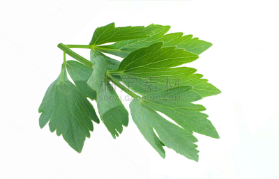 分离着色,水平画幅,素食,无人,拉维纪草植物,生食,特写,白色,园艺,大特写