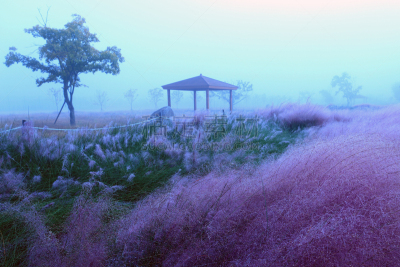 草,粉色,环境,公园,韩国,乱子草属,朝鲜半岛,植物,背景,户外