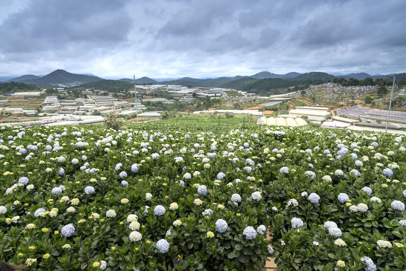 大叻,田地,越南,八仙花属,公亩,自然美,陆地,成年子女,美,水平画幅