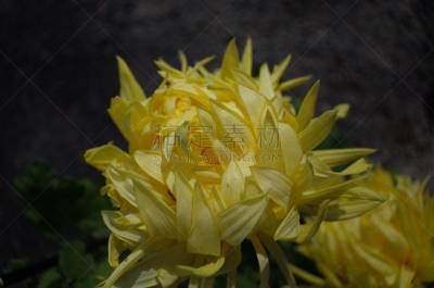 黄色,菊花,江户时代,轻的,传统,清新,仅一朵花,枝繁叶茂,自然美,植物