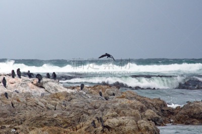 海角鸬鹚,岩石,非洲,野生动物,环境,图像,大群动物,海洋,海浪,大西洋