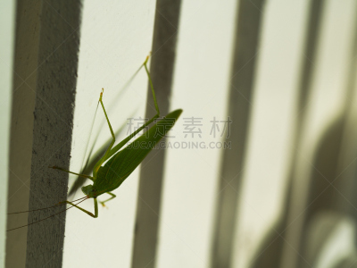 白色,篱笆,蚱蜢,留白,早晨,动物身体部位,草坪,野外动物,夏天,草