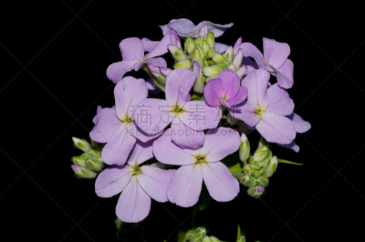 紫罗兰,自然,水平画幅,无人,特写,植物,紫色,大特写,花头,花朵