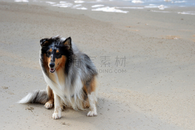 粗毛柯利狗,海滩,狗,美,式样,风,幸福,康沃尔,水平画幅,进行中