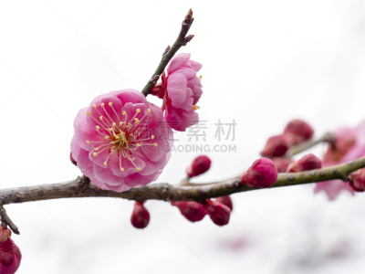 枇杷,自然界的状态,背景分离,新年前夕,樱桃,梅子,春天,李树,植物,杏
