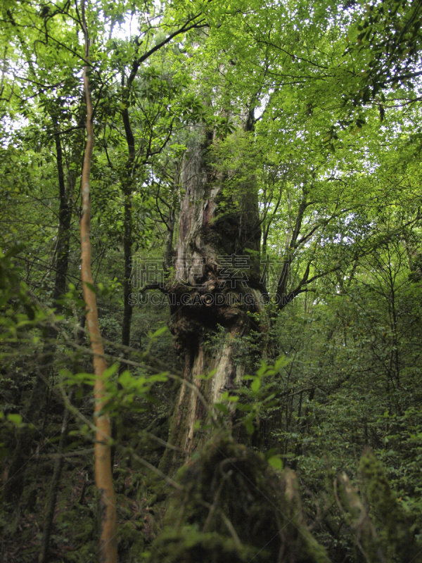 屋久岛,鹿儿岛县,日本,森林,自然,垂直画幅,公主,苔藓,旅行者,绳文杉