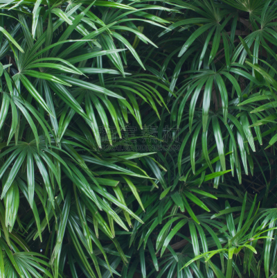 Bamboo Palm,叶子,绿色,背景,棕榈树,垂直画幅,公园,墙,无人,生长
