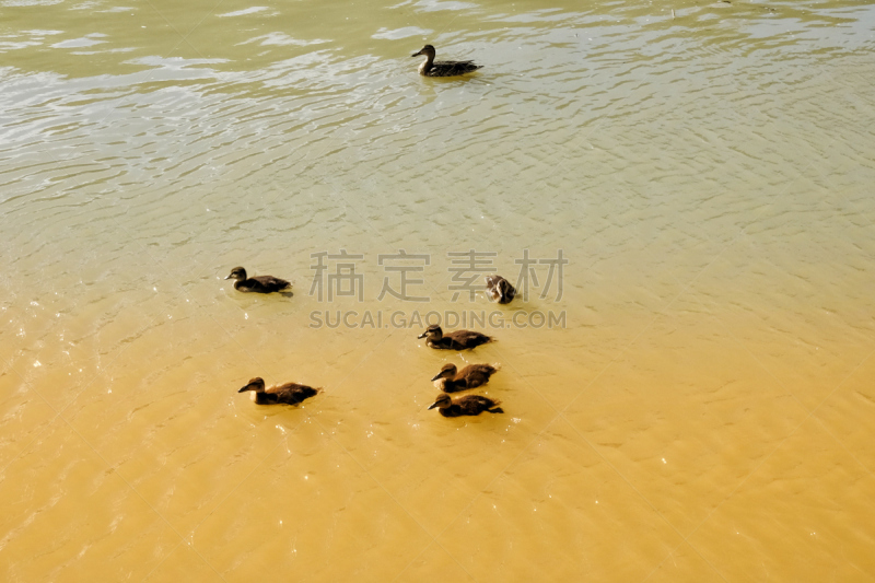 比斯卡拉,野鸭,家庭,河流,自然,水,小鸭子,野生动物,水平画幅,可爱的