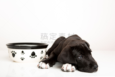 大丹狗,饥饿的,小狗,狗碗,爪印,狗食,面无表情,猎犬,蓝色眼睛,雄性动物