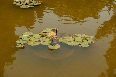半成熟乳酪.,星和园,夏南瓜,花卉花环,水,美,水平画幅,无人,户外,湖
