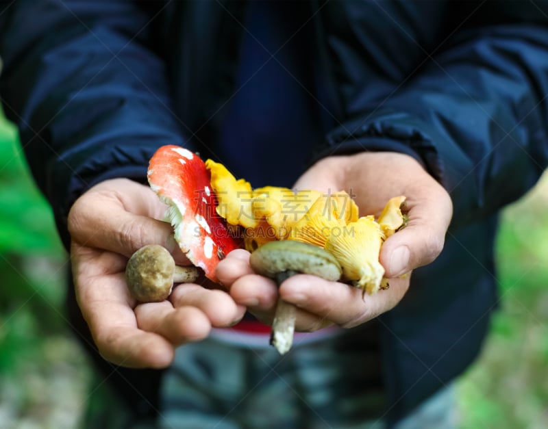 食用菌,手,男人,褐色,气候,水平画幅,苔藓,膳食,生物学,特写