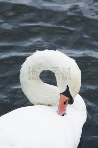 天鹅,白色,自然,垂直画幅,水,美,秋天,优美,蓝色,鸟类