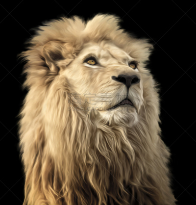 狮子,垂直画幅,野生猫科动物,领导能力,巨大的,野外动物,人的脸部,危险,成年的