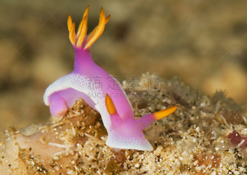 裸鳃亚目动物,生物发光,北苏拉威西,布纳肯岛,四王岛,美娜多,苏拉威西,水平画幅,水肺潜水,无人