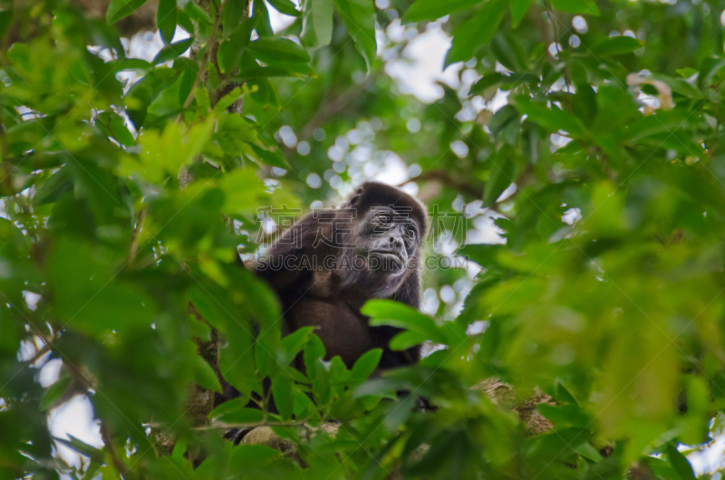 哥斯达黎加,tortuguero national park,吼猴,猴子,野生动物,舌骨,灵长目,捕握尾,哺乳纲,拿着